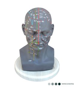 مولاژ و ماکت پزشکی