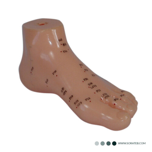 ماکت طب سوزنی