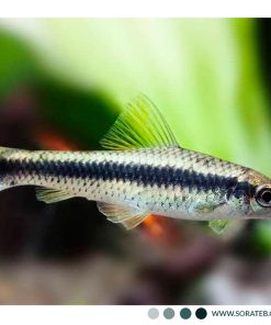 یونیت تک نفره فیش اسپا