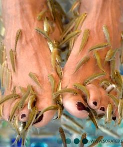 یونیت تک نفره فیش اسپا