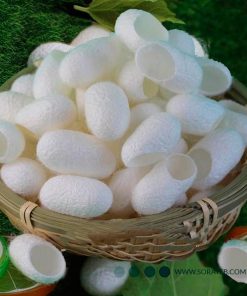 ماسک پودری لاتکسی پیله ابریشم Laiou Yan Beauty